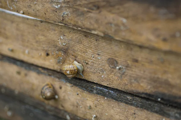 Snail Farm Board Which Snails Grow Snail Farm Outdoors Snail — Photo