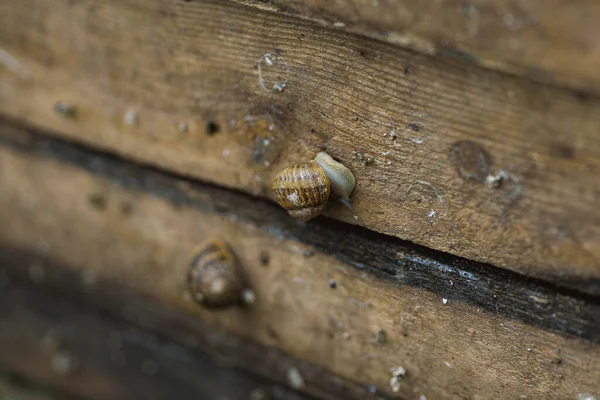 Snail Farm Board Which Snails Grow Snail Farm Outdoors Snail — Fotografia de Stock