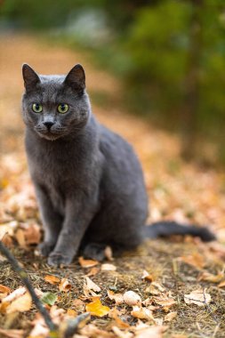 Beautiful Grey British shorthair fluffy cat with green eyes posing on yellow leaves, colorful yard garden background. Warm toning. Pets care. World cat day. Image for cats websites.