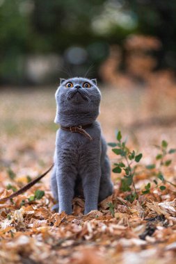Beautiful Funny Grey Scottish-fold shorthair fluffy cat with orange eyes poses and walks on yellow autumn leaves, colorful background  in the garden. Warm toning. Pets care. Image for cats websites