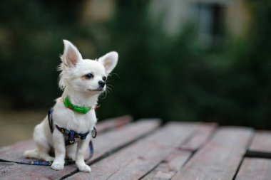 Closeup portrait of small short-haired miniature funny beige mini chihuahua dog, the smallest breed of dog. Cute 5 month old white  puppy early in evening sits on wooden desk and relax outside in yard