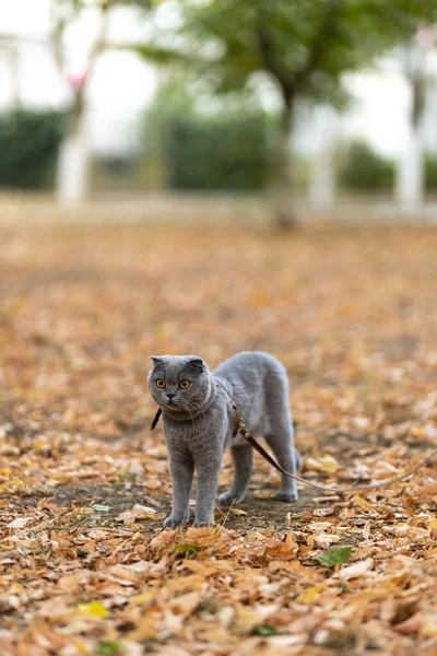 Beautiful Funny Grey Scottish Fold Shorthair Fluffy Cat Orange Eyes — 스톡 사진