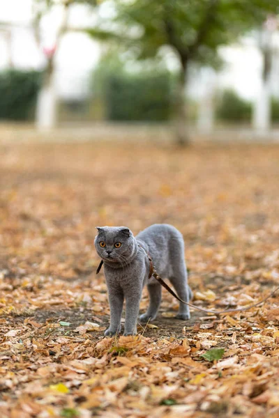 Beautiful Funny Grey Scottish Fold Shorthair Fluffy Cat Orange Eyes — Foto de Stock