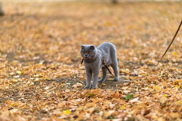 Beautiful Funny Grey Scottish Fold Shorthair Fluffy Cat Orange Eyes — Stock Fotó
