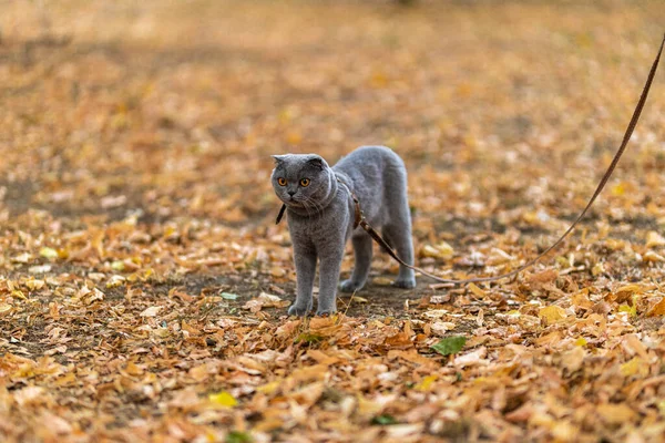 Beautiful Funny Grey Scottish Fold Shorthair Fluffy Cat Orange Eyes — Stockfoto