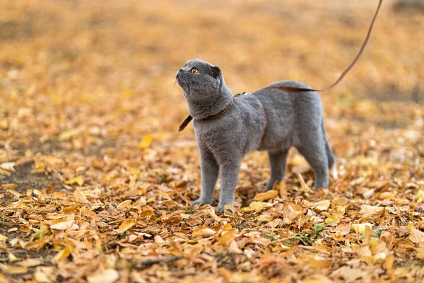 Beautiful Funny Grey Scottish-fold shorthair fluffy cat with orange eyes poses and walks on yellow autumn leaves, colorful background  in the garden. Warm toning. Pets care. Image for cats websites