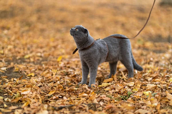 Beautiful Funny Grey Scottish Fold Shorthair Fluffy Cat Orange Eyes — Foto de Stock