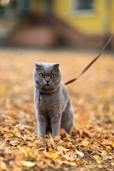 Grumpy Unhappy Funny Grey Scottish Fold Shorthair Fluffy Cat Orange — Foto de Stock