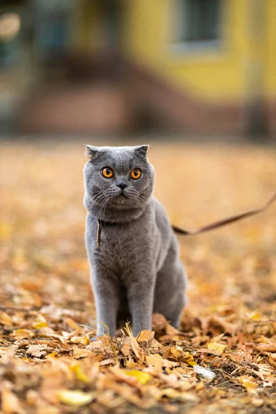 Grumpy Unhappy Funny Grey Scottish Fold Shorthair Fluffy Cat Orange — Foto de Stock