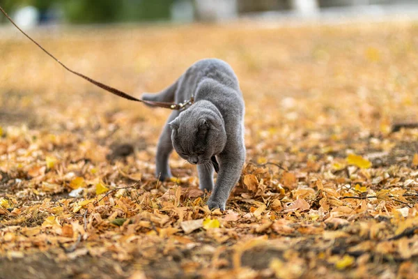 Funny Grey Scottish Fold Shorthair Fluffy Muscular Cat Raking Autumn — Stock Photo, Image