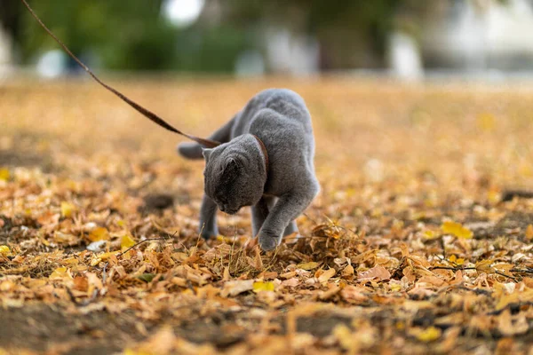 Funny Grey Scottish Fold Shorthair Fluffy Muscular Cat Raking Autumn — Stock Photo, Image