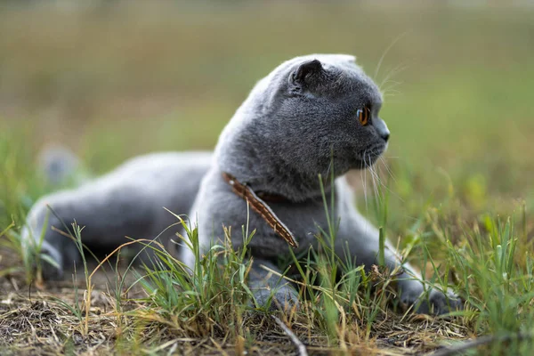 Beautiful Funny Grey Scottish Fold Shorthair Fluffy Cat Orange Eyes — Stock Photo, Image