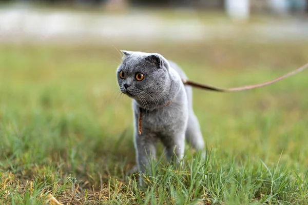 Beautiful Funny Grey Scottish Fold Shorthair Fluffy Cat Orange Eyes — 스톡 사진