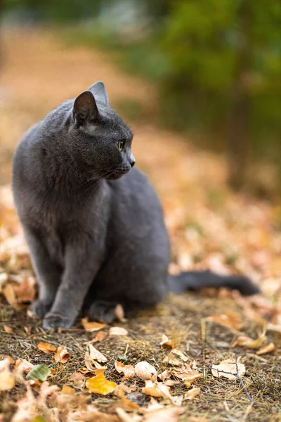 Beautiful Grey British Shorthair Fluffy Cat Green Eyes Posing Yellow — Foto de Stock