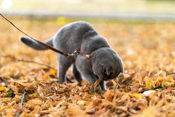 Beautiful Funny Grey Scottish-fold shorthair fluffy cat with orange eyes walks on yellow autumn leaves and finds insects, bugs  in the garden. Warm toning. Pets care. Image for cats websites