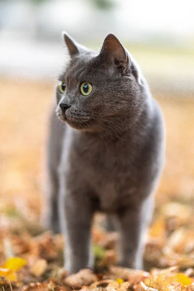 Beautiful Grey British Shorthair Fluffy Cat Green Eyes Posing Yellow — Fotografia de Stock