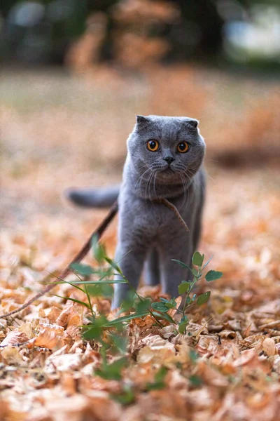 Beautiful Funny Grey Scottish Fold Shorthair Fluffy Cat Orange Eyes — Stock Photo, Image