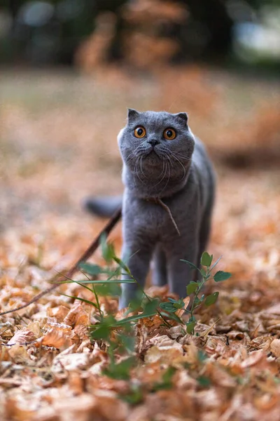 Beautiful Funny Grey Scottish Fold Shorthair Fluffy Cat Orange Eyes — Stok fotoğraf