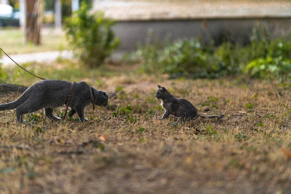 Красива Сіра Шотландська Короткошерста Пухнаста Кішка Помаранчевими Очима Дивлячись Бігу — стокове фото