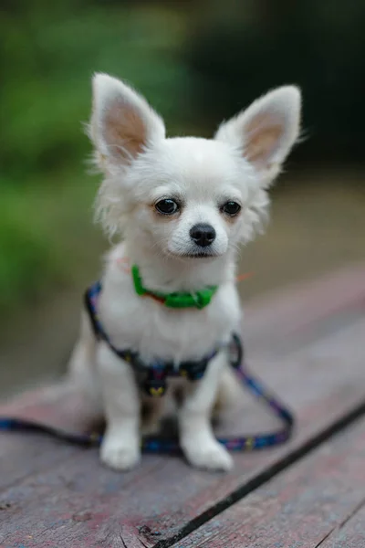Closeup Portrait Small Short Haired Miniature Funny Beige Mini Chihuahua — Fotografia de Stock