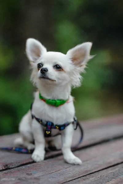 Closeup Portrait Small Short Haired Miniature Funny Beige Mini Chihuahua — Stockfoto