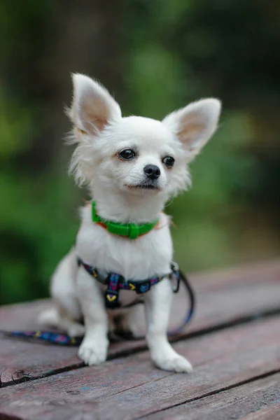 Closeup Portrait Small Short Haired Miniature Funny Beige Mini Chihuahua — Stockfoto