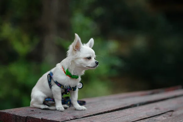 Closeup Portrait Small Short Haired Miniature Funny Beige Mini Chihuahua — Fotografia de Stock