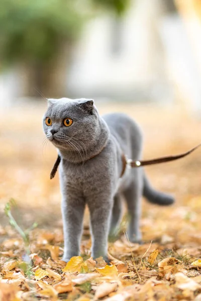 Beautiful Funny Grey Scottish Fold Shorthair Fluffy Cat Orange Eyes — Fotografia de Stock