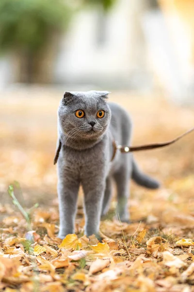 Beautiful Funny Grey Scottish Fold Shorthair Fluffy Cat Orange Eyes — Fotografia de Stock