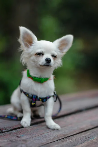 Крупним Планом Портрет Маленької Короткошерстої Мініатюрної Смішної Бежевої Міні Собаки Стокове Зображення