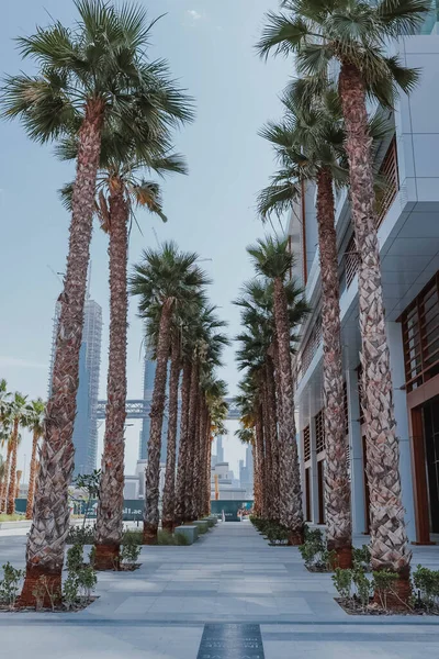 现代金融中心在春季的天气 外面的街景迪拜著名的建筑 棕榈树 — 图库照片