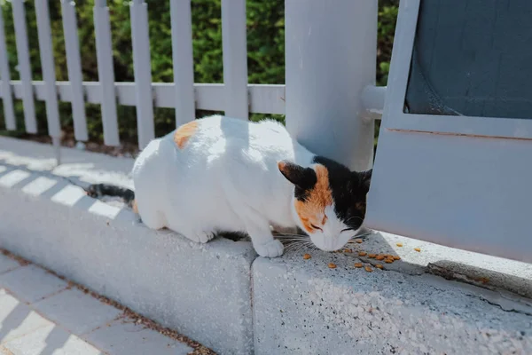 Kóbor Macska Dubaiban Kerítés Alatt Macskakaját Eszik Tavasszal Egyesült Arab — Stock Fotó