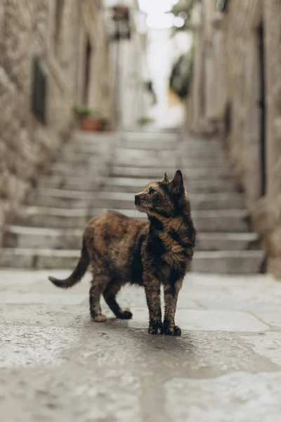 Bunte Obdachlose Streunerkatze Der Altstadt Die Zum Unesco Weltkulturerbe Gehört — Stockfoto