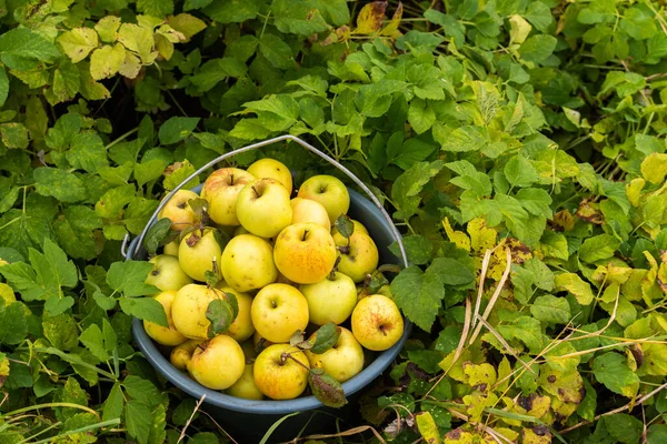 Pommes Jaunes Mûres Cueillies Dans Seau Récolte Pommes Biologiques Dans — Photo