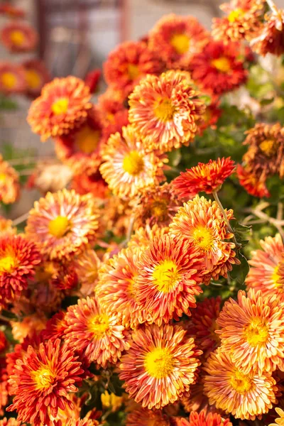 Bokor Gyönyörű Őszi Virágok Krizantém Kertben Közelkép — Stock Fotó