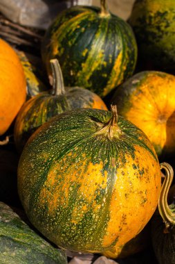 Bahçede organik olgunlaşmış kabaklar