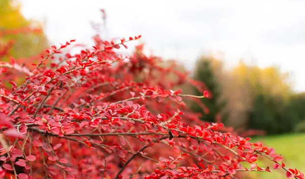 Красный Осенний Кустарник Крупным Планом Ягод — стоковое фото
