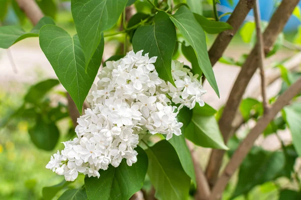 房子附近的灌木丛上有枝枝条 开着白丁香 开着春花 — 图库照片