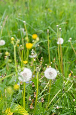 Çayırdaki bahçede solmuş karahindibalar ve tarla çiçekleri