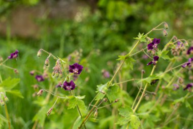 Çayırdaki bahçede baharda açan çiçekler.