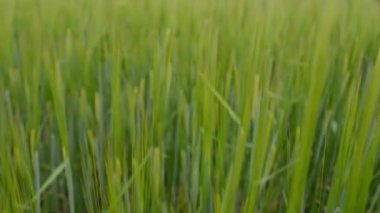  Kırsalda organik gıda yetiştiriyorlar. Yeşil bir buğday tarlası. 