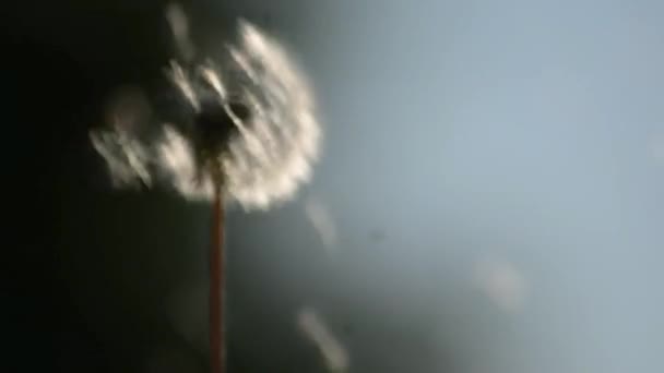 Dandelion being blown. High quality FullHD footage — Stock Video