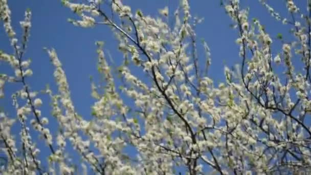 Kvetoucí větve třešně se houpají ve větru — Stock video