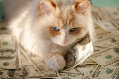 Beyaz tüylü bir kedi 100 dolarlık banknotun üzerinde yatıyor. Şans getirmesi için para kedisi kavramı.