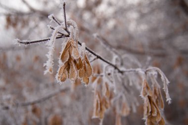 Kışın ağaçta karla kaplı akçaağaç tohumları. Seçici odaklanma. Doğa kavramı.
