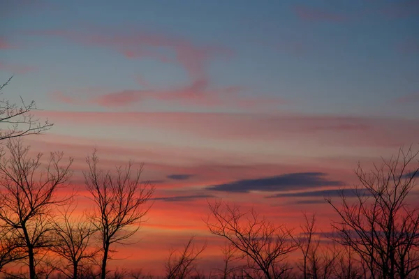 Silhouetten Van Kale Bomen Tegen Een Rode Zonsondergang Het Begrip — Stockfoto