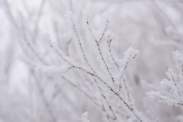 Träd Grenar Snöig Fluffig Frost Närbild Begreppet Vinter Vinter Naturlig — Stockfoto