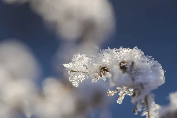 Uma Lâmina Grama Neve Fundo Azul Céu Close Foco Seletivo — Fotografia de Stock