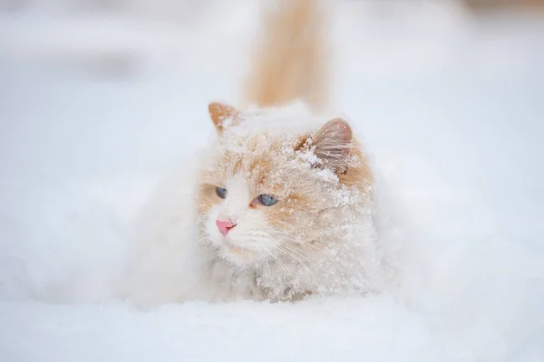 클로즈업 고양이입니다 눈내리는 날씨의 동물의 — 스톡 사진