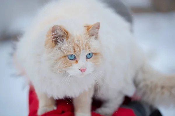 Egy Kék Szemű Fehér Macska Készül Ugrásra Háziállatok Fogalma — Stock Fotó